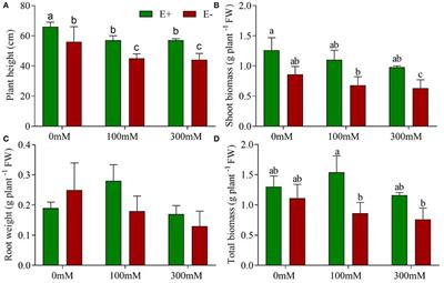 Epichloë bromicola from wild barley improves salt-tolerance of cultivated barley by altering physiological responses to salt stress